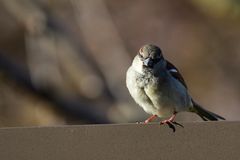 Spatz auf der Lauer