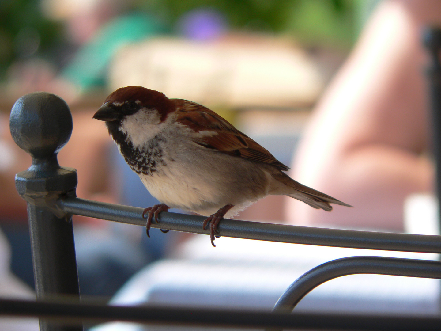 Spatz auf der Lehne