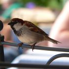 Spatz auf der Lehne