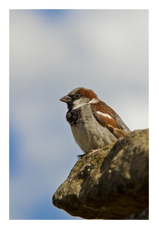 Spatz auf der Mauer