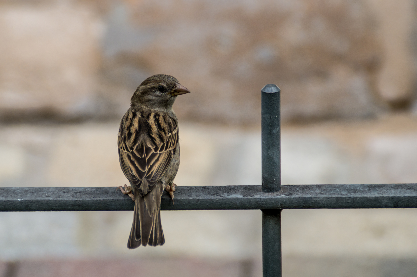 Spatz auf der Stange