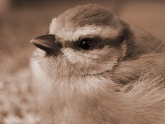 Spatz auf der Terasse