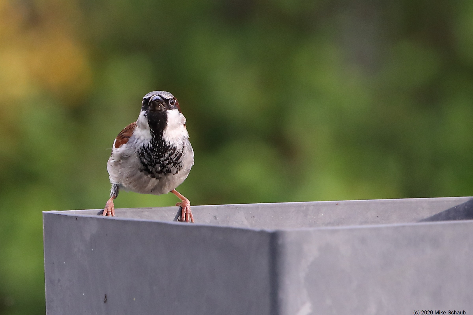 Spatz auf der Vogeltränke