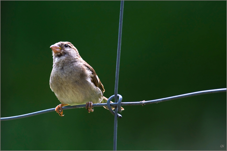 Spatz " auf Draht "