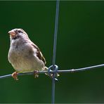 Spatz " auf Draht "