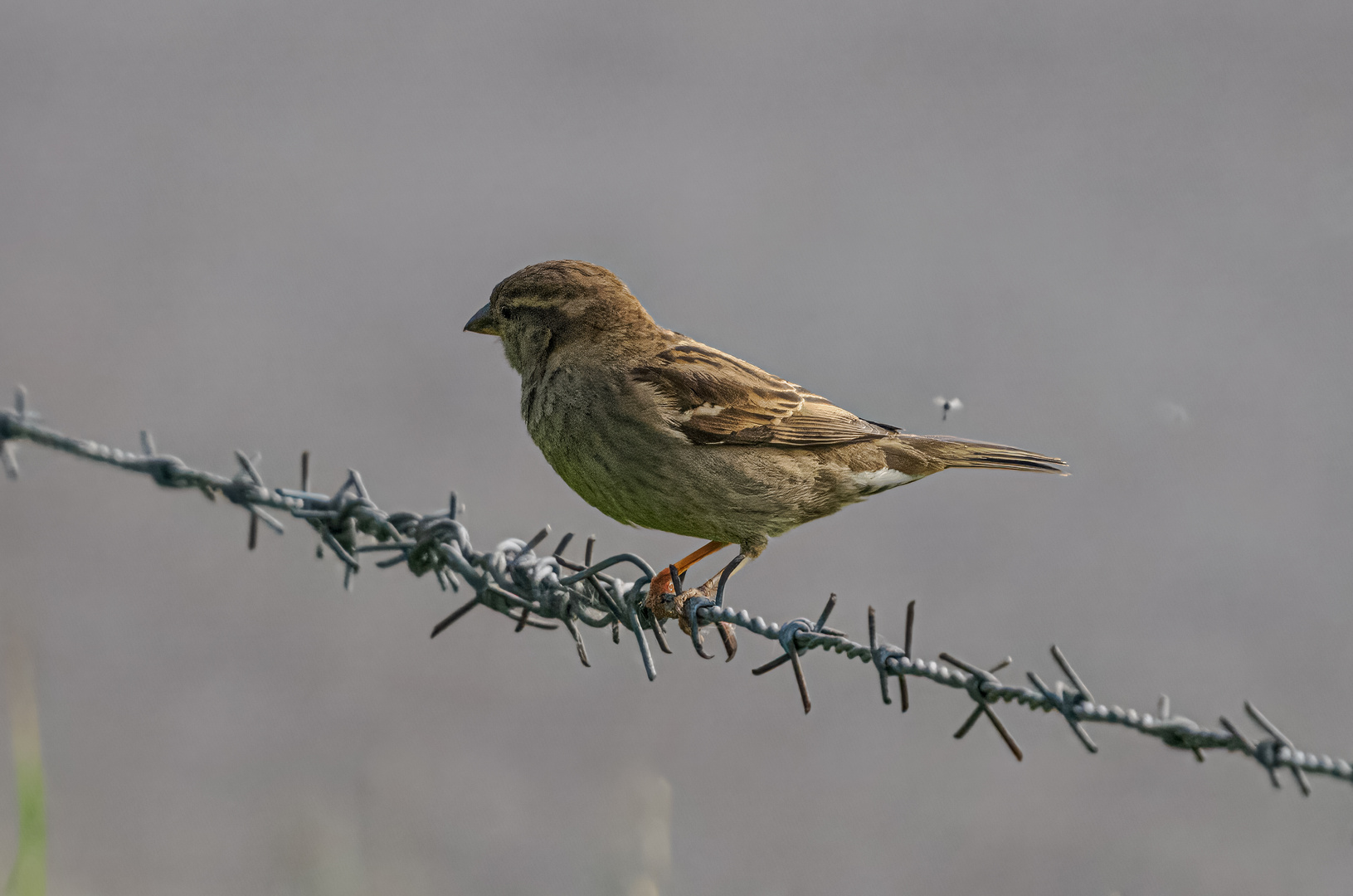 Spatz auf Draht