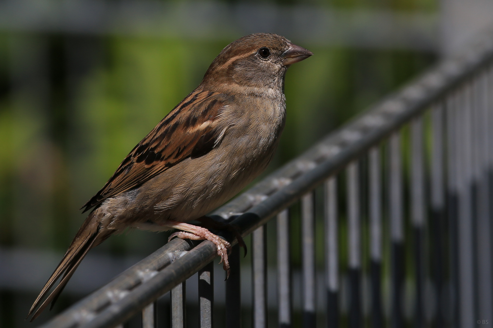 Spatz auf einem Eisenzaun