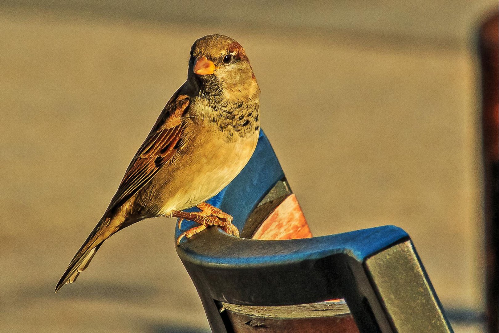 Spatz auf einem Gartenstuhl.