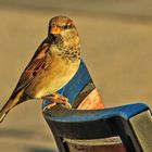 Spatz auf einem Gartenstuhl.