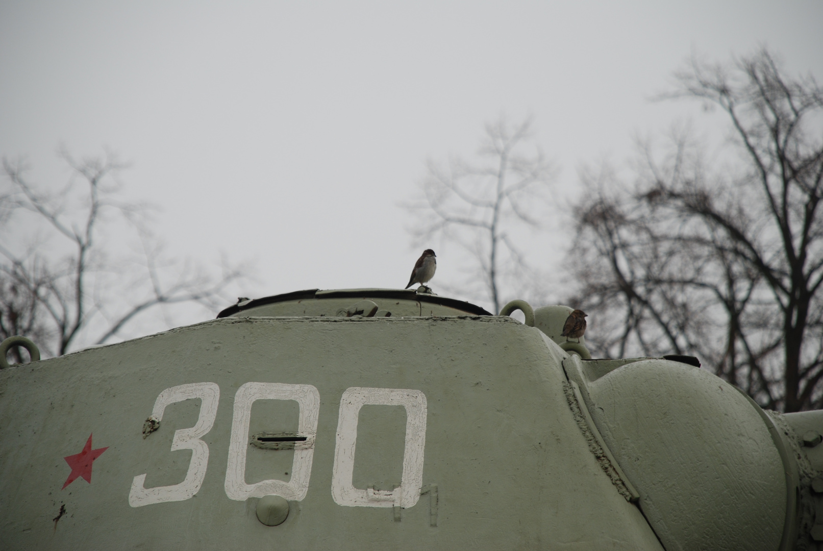 Spatz auf einem Panzer