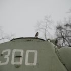 Spatz auf einem Panzer