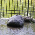 Spatz auf einem Stein im Volkspark Friedrichshain