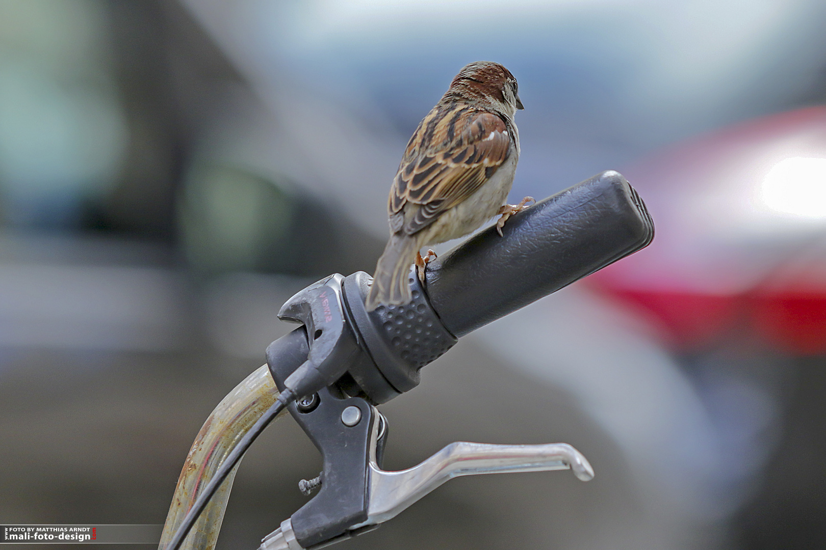 Spatz auf Fahrradgriff