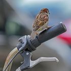 Spatz auf Fahrradgriff