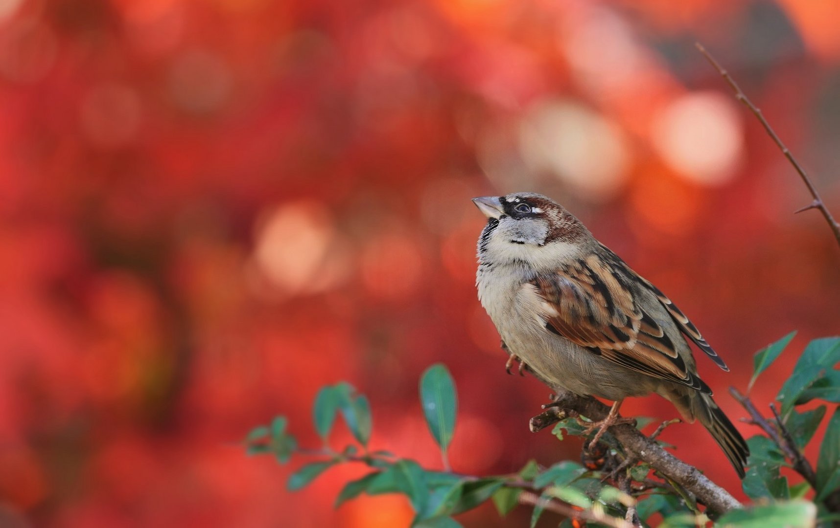 Spatz auf Feuerdorn