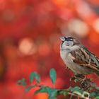 Spatz auf Feuerdorn