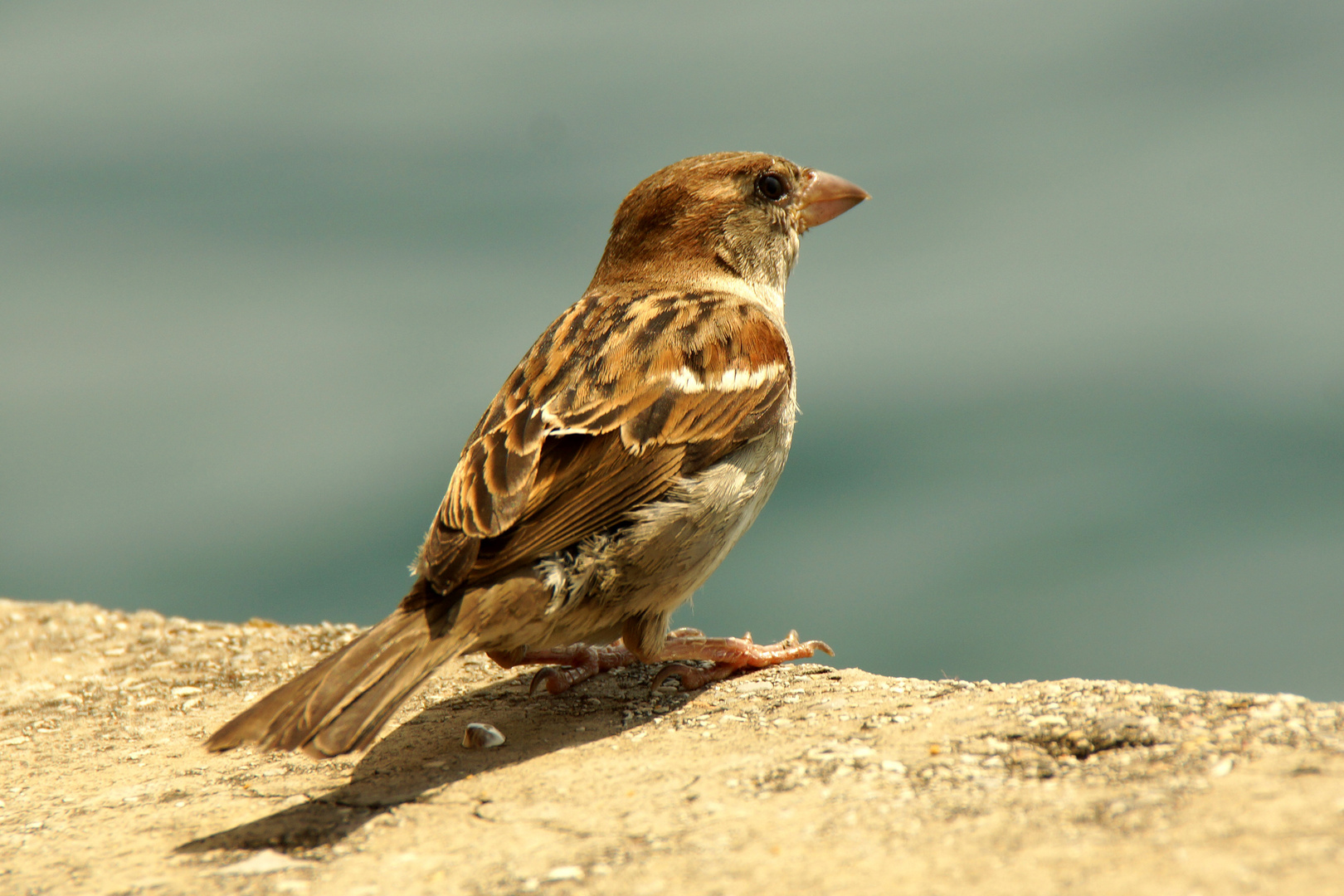 Spatz auf Futtersuche