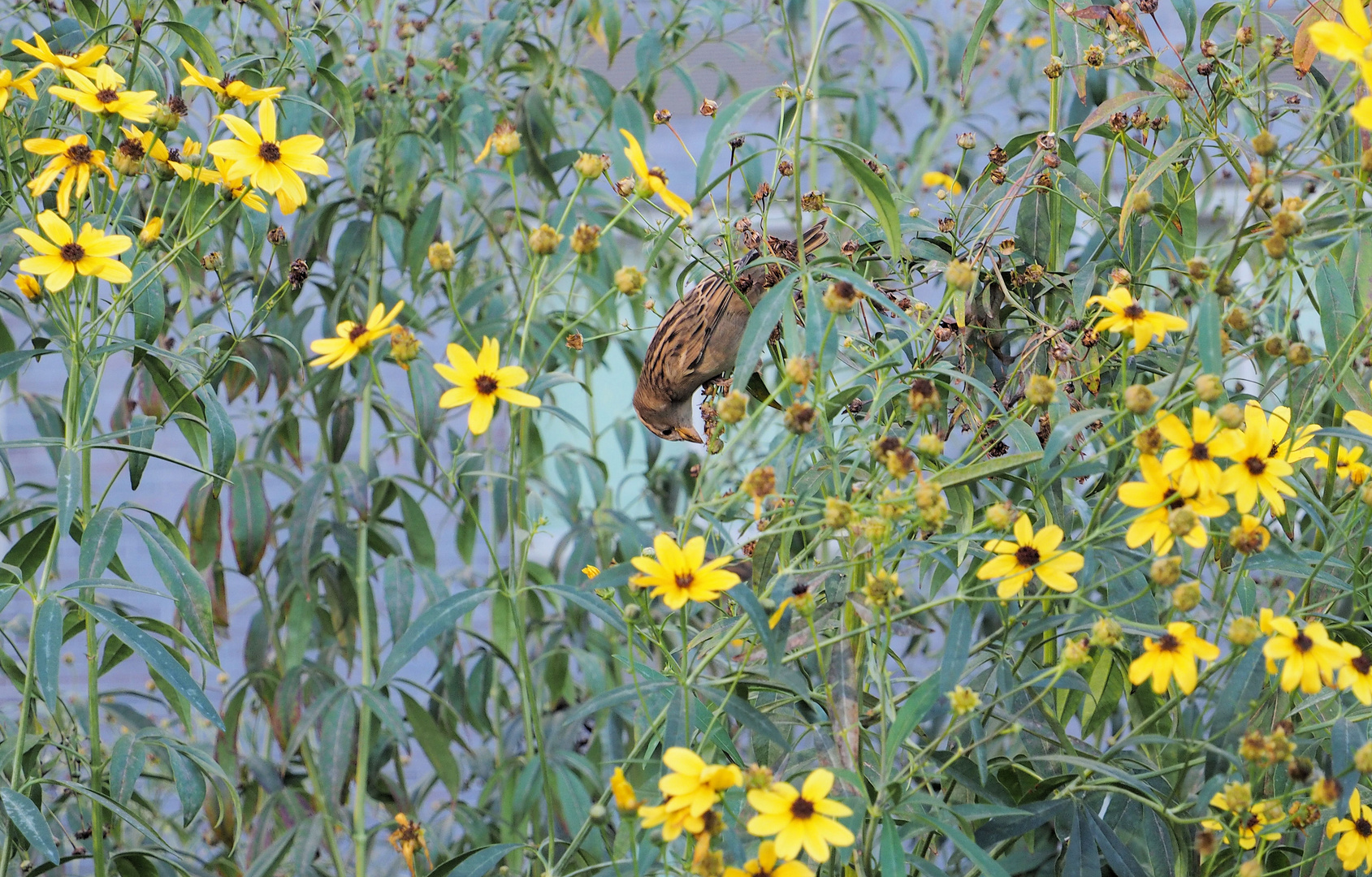 Spatz auf Futtersuche mitten in New York