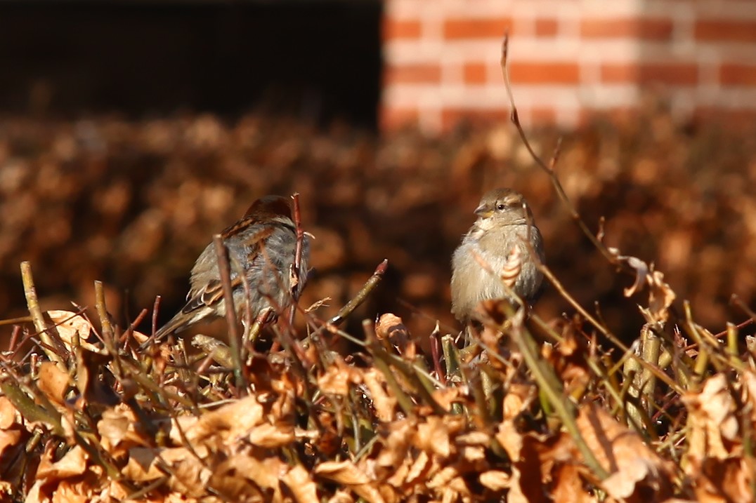 Spatz auf Hainbuche...