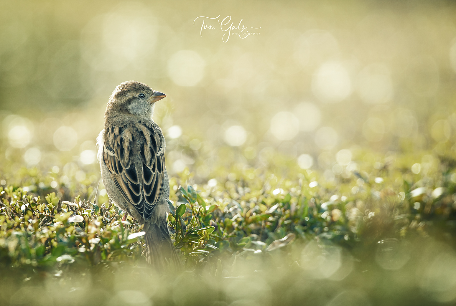 Spatz auf Hecke