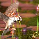 Spatz auf Libellenjagd