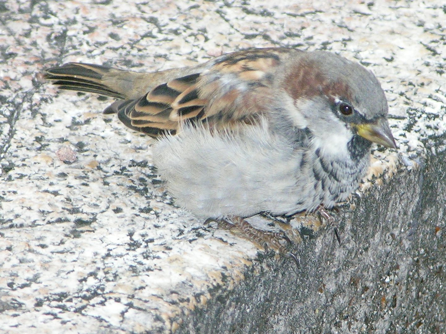 Spatz auf Mauer