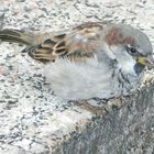 Spatz auf Mauer