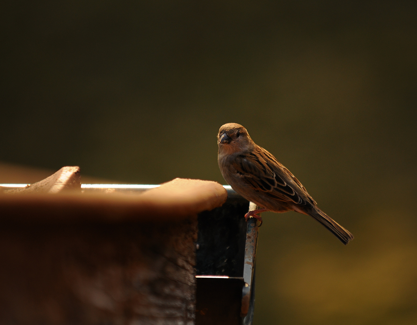 Spatz auf meiner Regenrinne