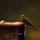 Spatz auf meiner Regenrinne