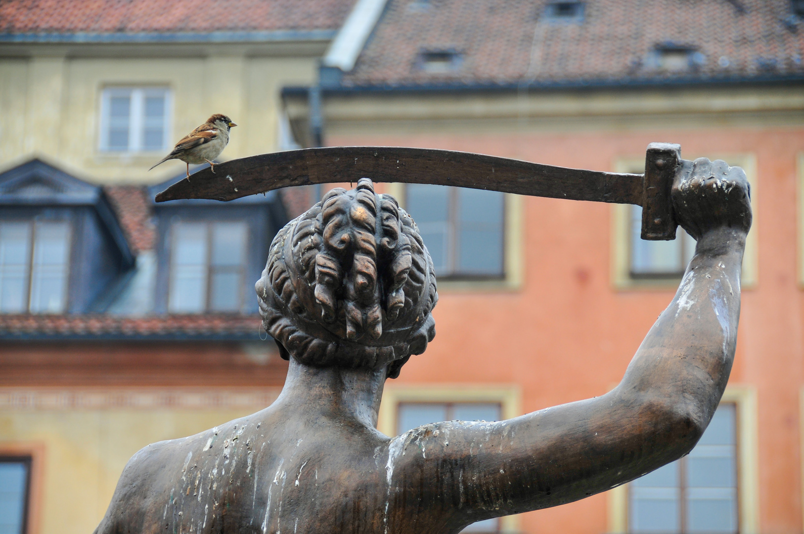 Spatz auf Messer´s Schneide