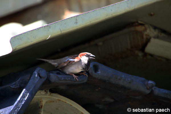 Spatz auf Panzerkette