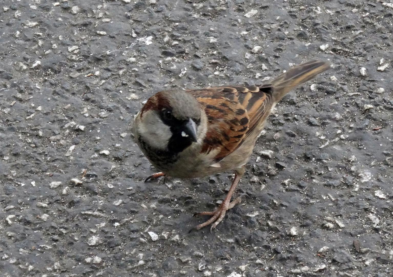 Spatz auf Platz