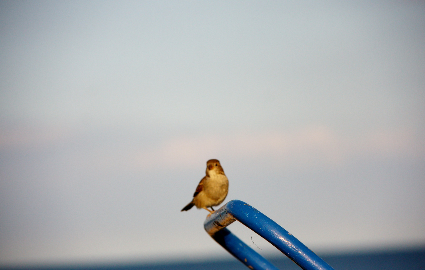 spatz auf strandkorbvermieterkarre