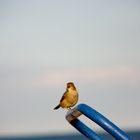 spatz auf strandkorbvermieterkarre