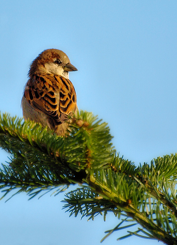 Spatz auf Tannenzweig