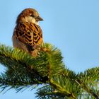 Spatz auf Tannenzweig