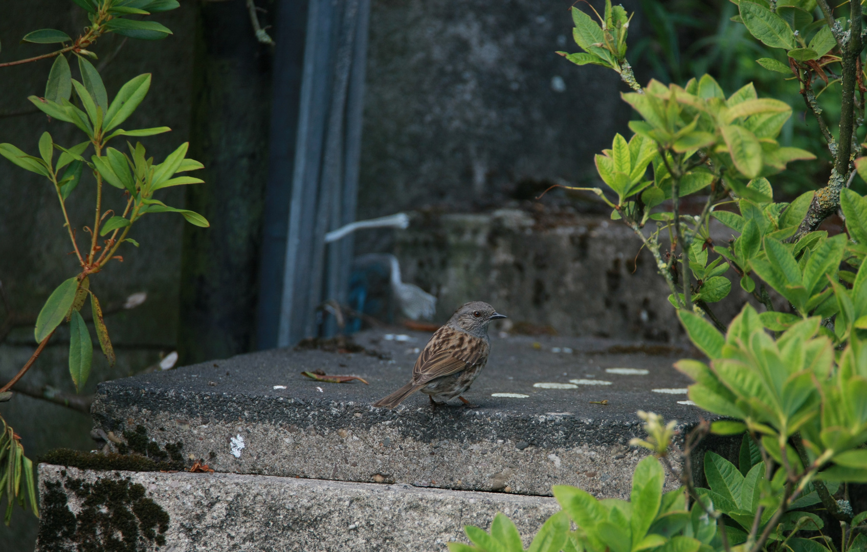 Spatz-auf-Treppe