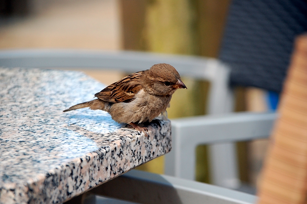 Spatz auf Usedom