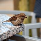 Spatz auf Usedom