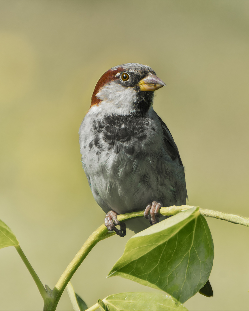 Spatz-auf-Zweig