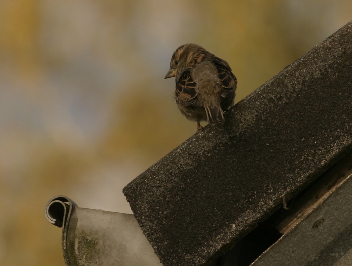 Spatz auf´m Dach