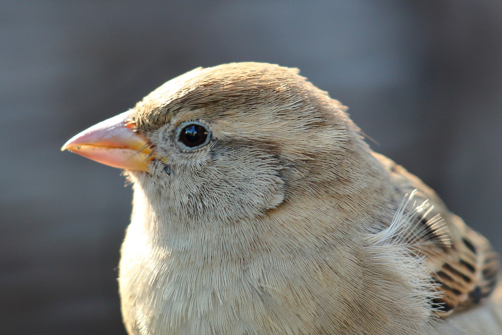 Spatz aus der Nähe