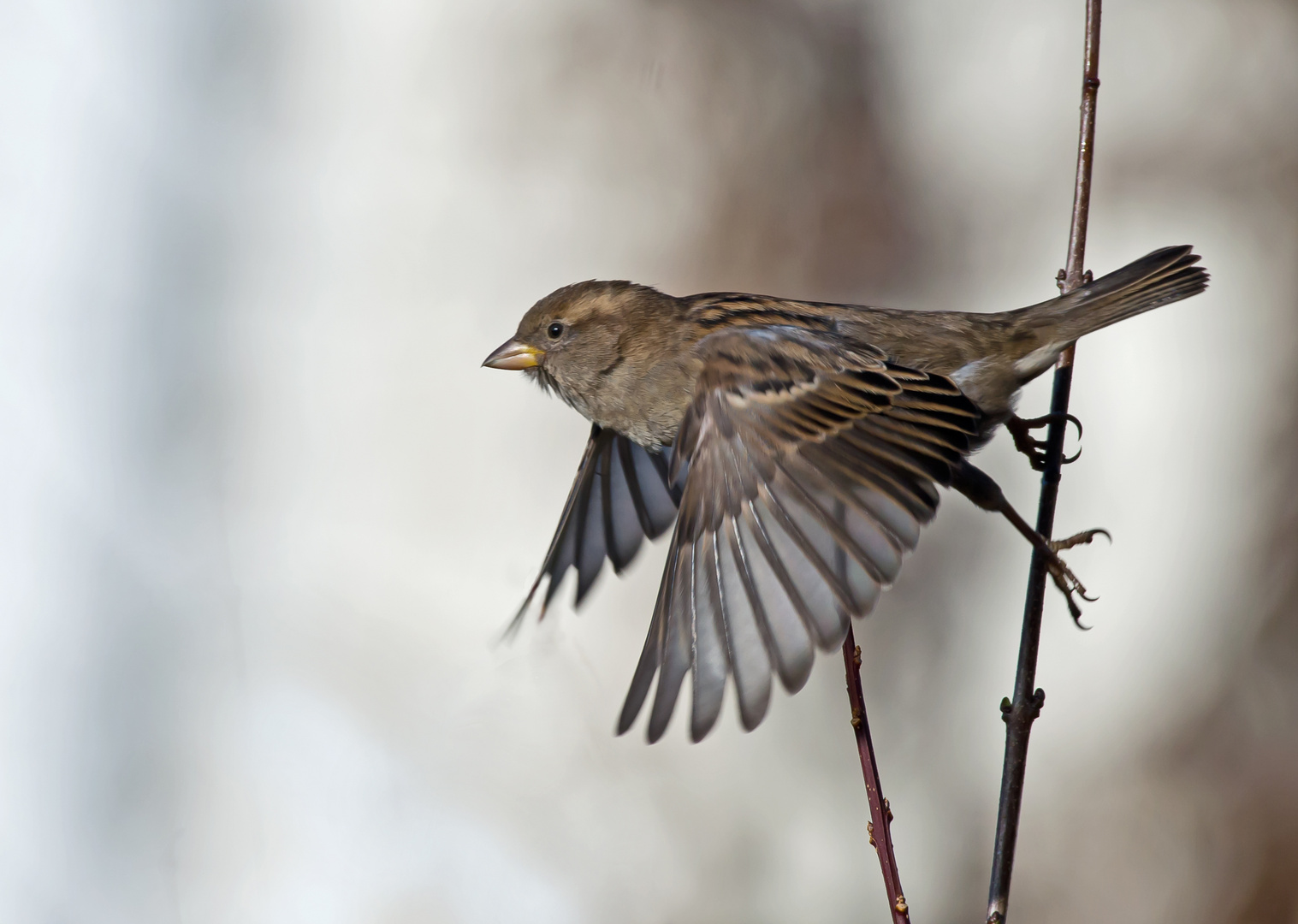 Spatz Foto & Bild natur, tiere, vögel Bilder auf