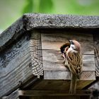 Spatz bei der Fütterung