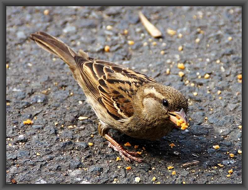 Spatz bei der Nahrungsaufnahme