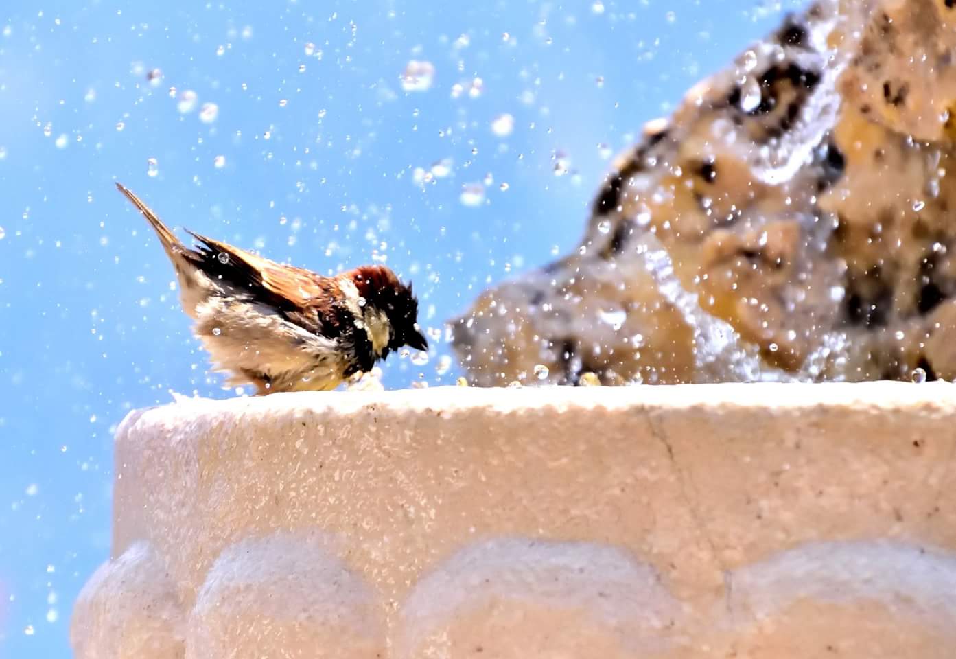 Spatz bei sommerlicher Abkühlung