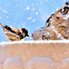 Spatz bei sommerlicher Abkühlung