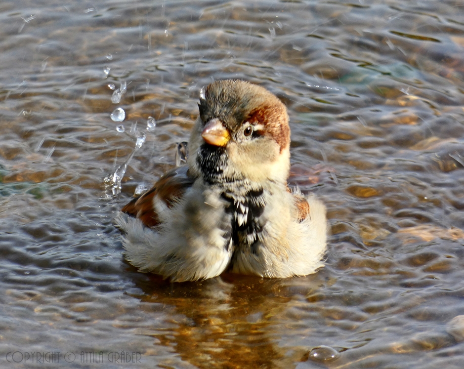 Spatz beim Baden (1)