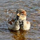 Spatz beim Baden (1)