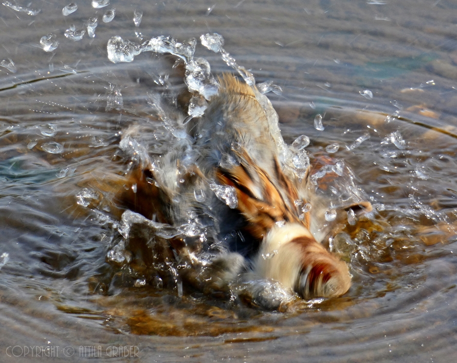 Spatz beim Baden (2)